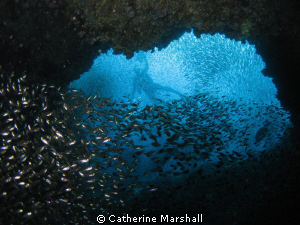 Glassfish in the Cod Hole, Byron Bay, Australia by Catherine Marshall 
